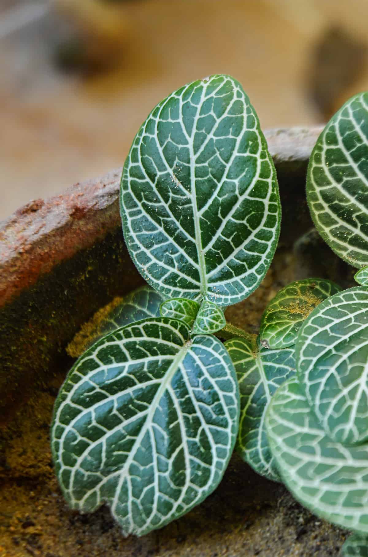 Nerve Plant Propagation