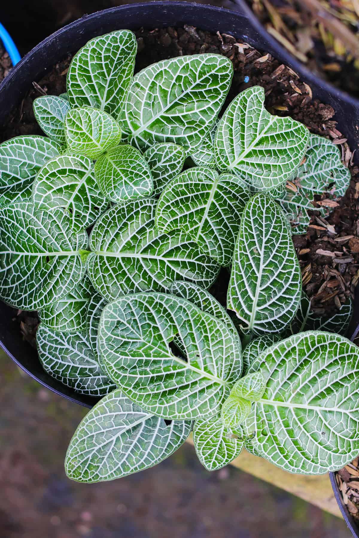 Nerve Plant Soil + Pot Setup