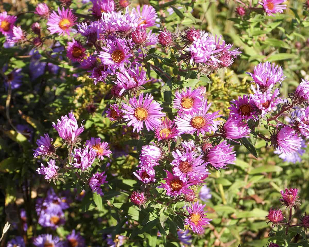New England Aster (Symphyotrichum novae angliae)