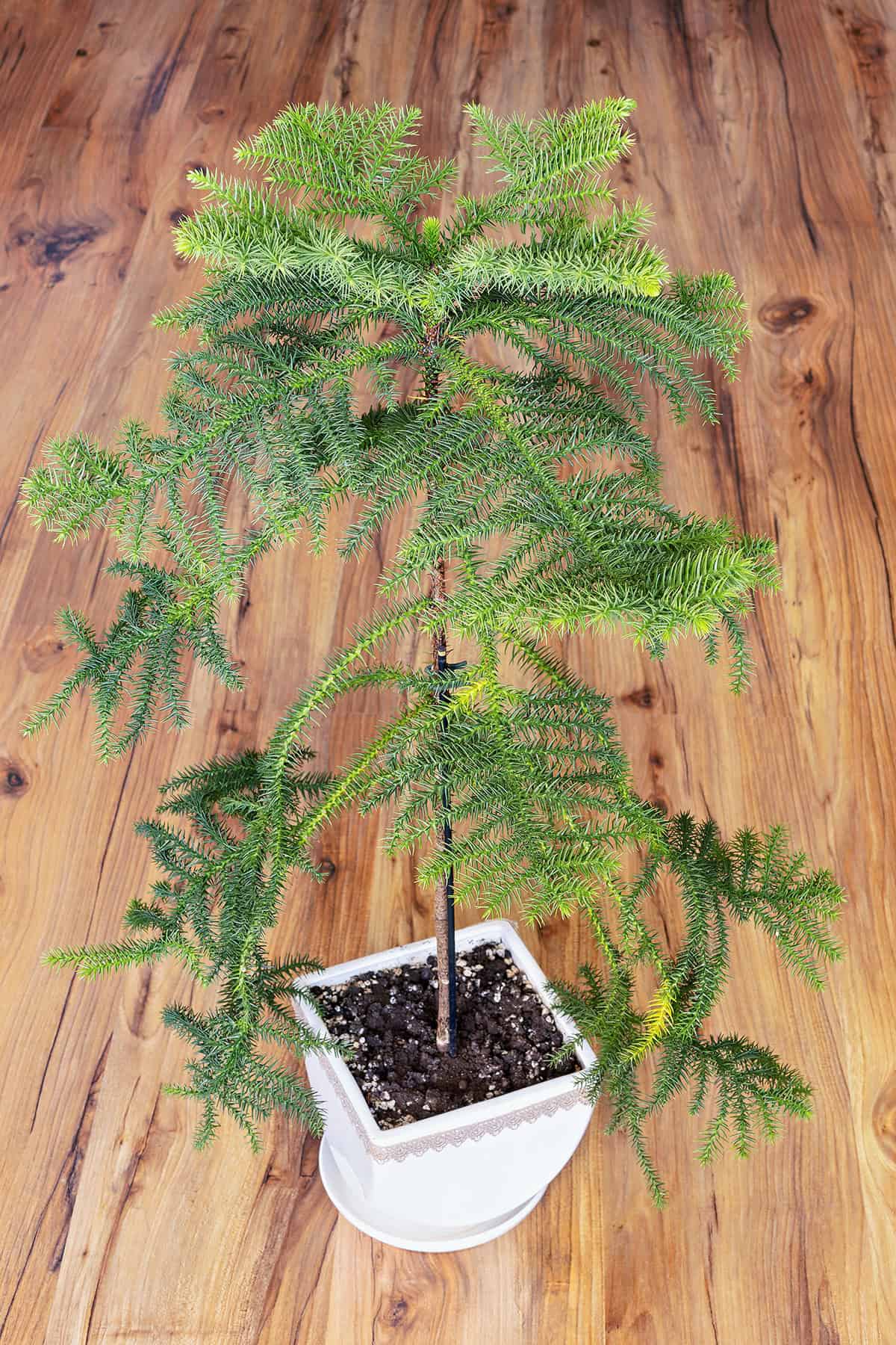 Norfolk Island Pine Best Spot in the House