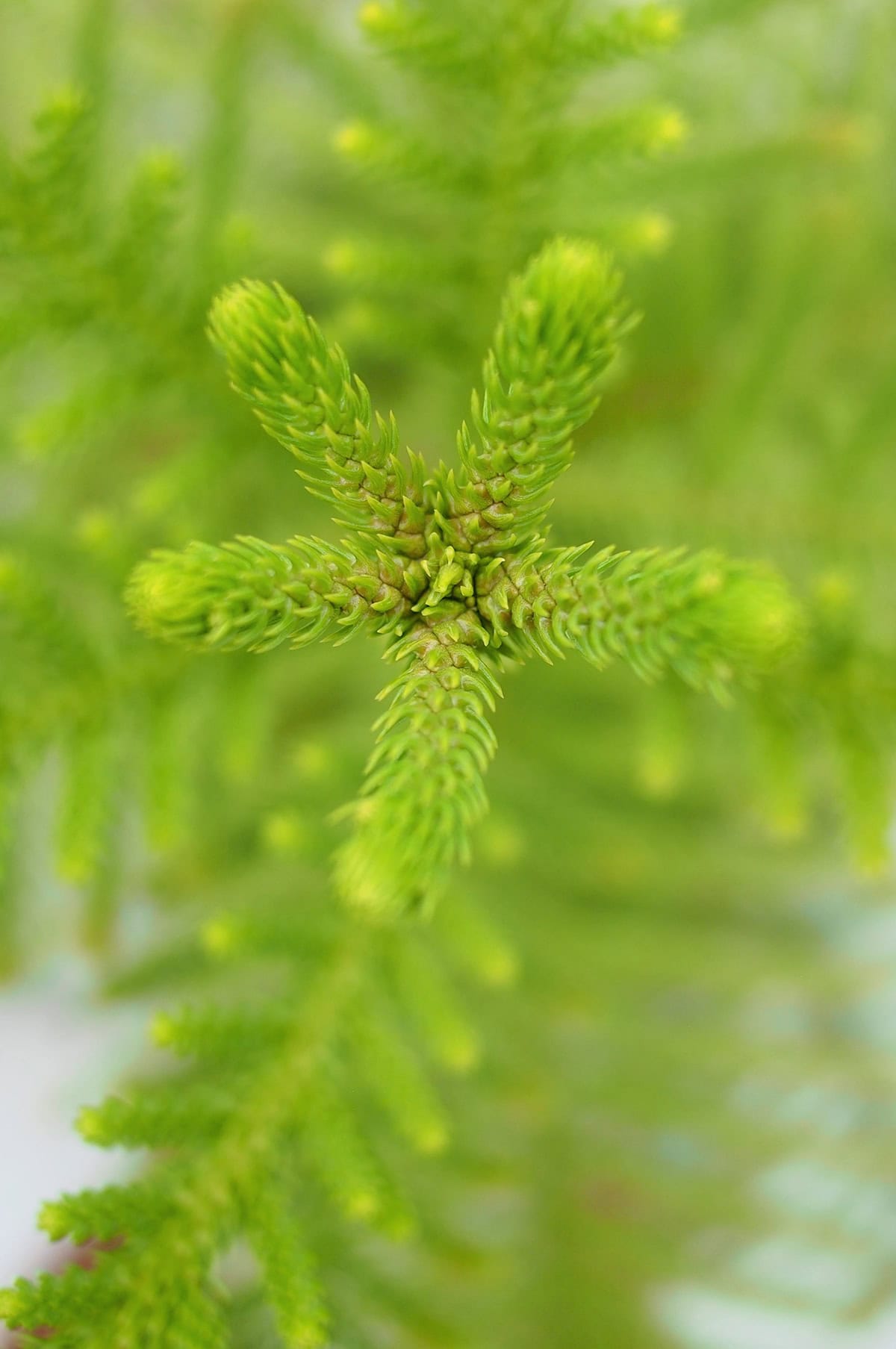 Norfolk Island Pine Care Basics