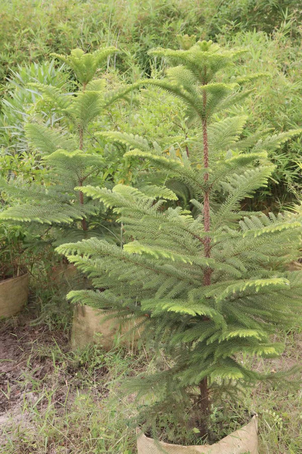 How to Grow and Care for Norfolk Island Pine - Plantglossary