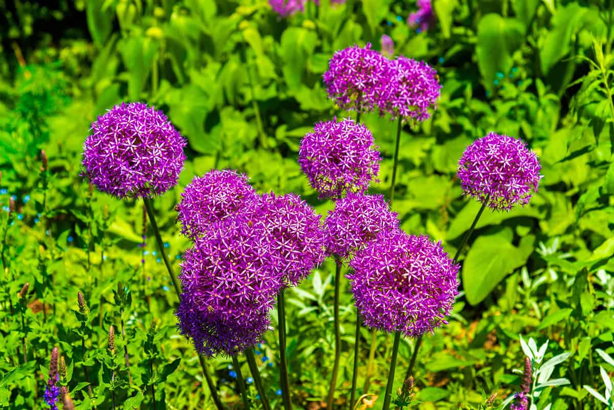 Ornamental Allium