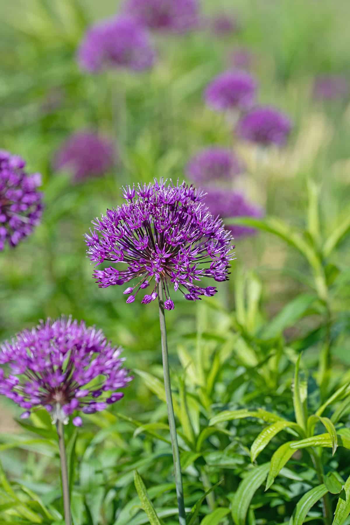Ornamental Allium