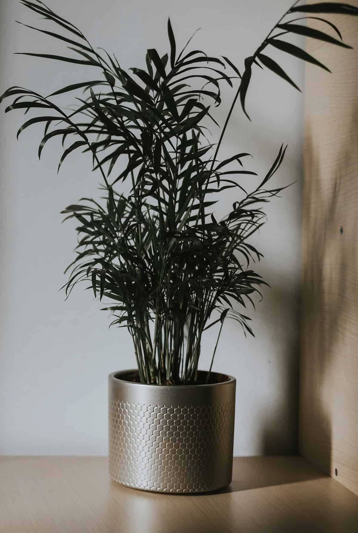 Parlor Palm Humidity + Airflow