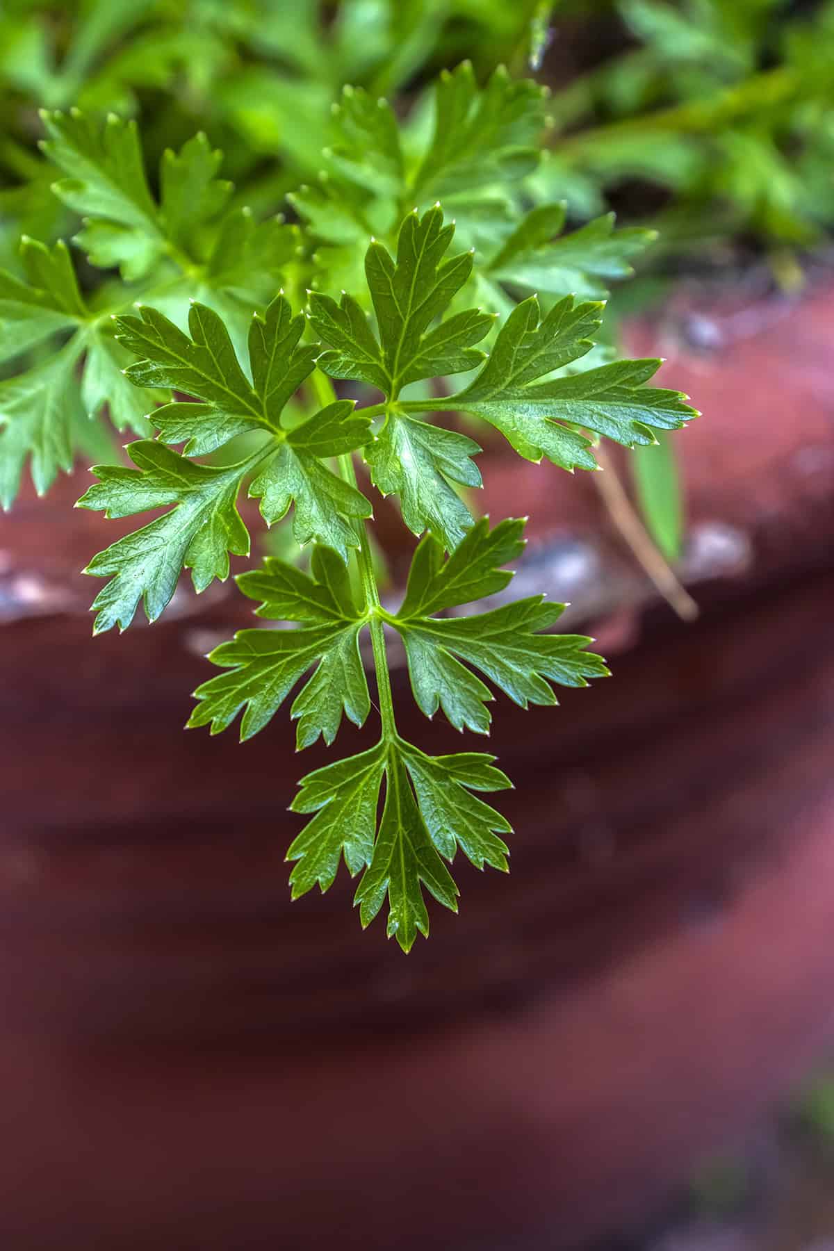 Parsley