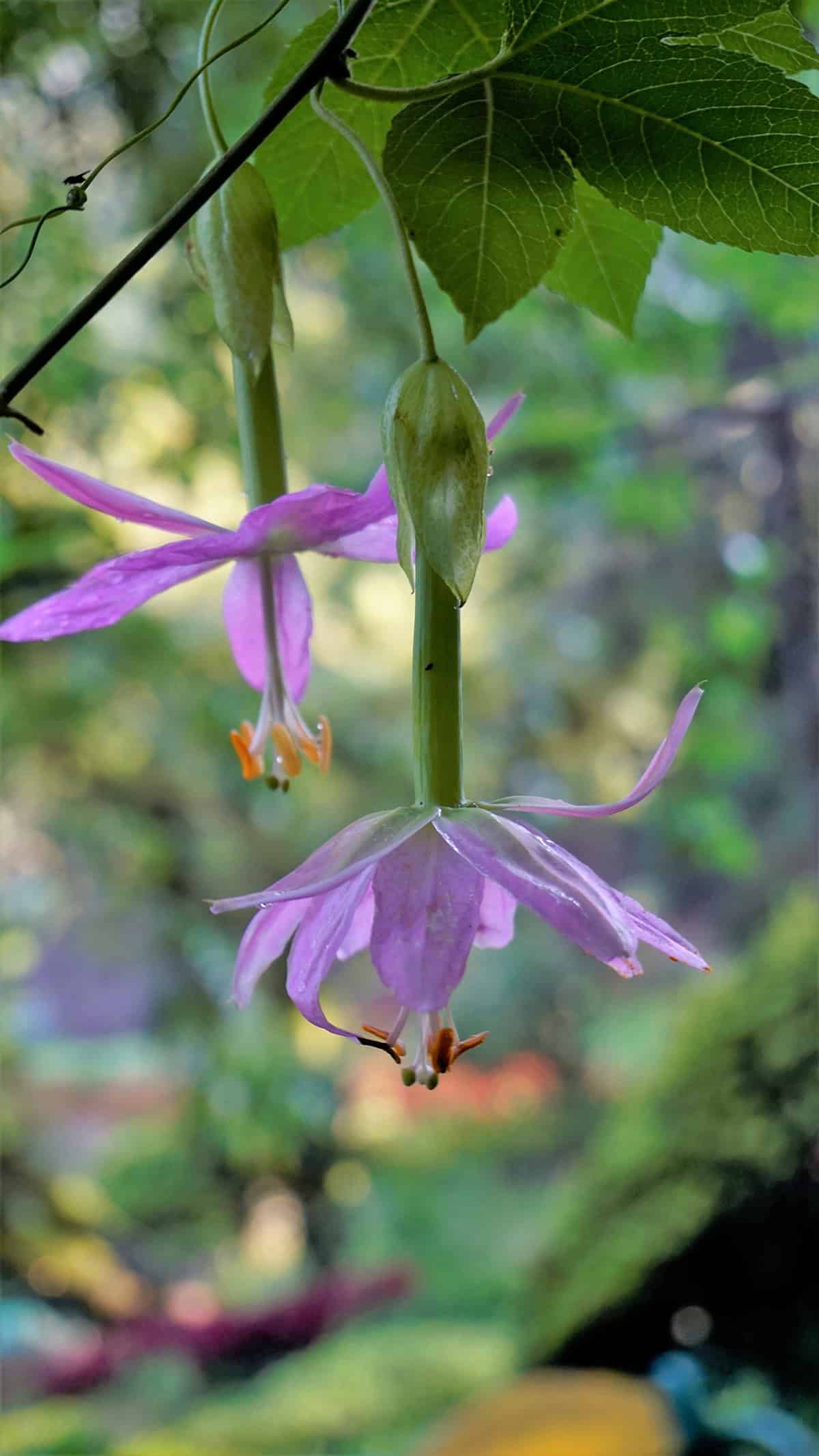 Passionflower (Passiflora)