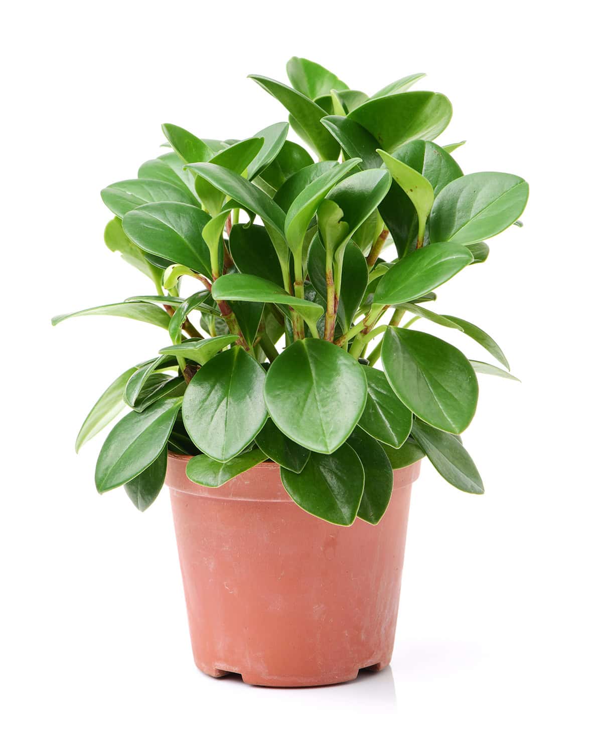 Peperomia Obtusifolia Overview