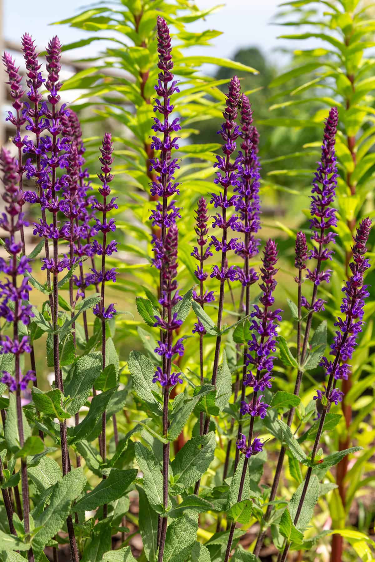 Perennial Salvia (Salvia nemorosa)