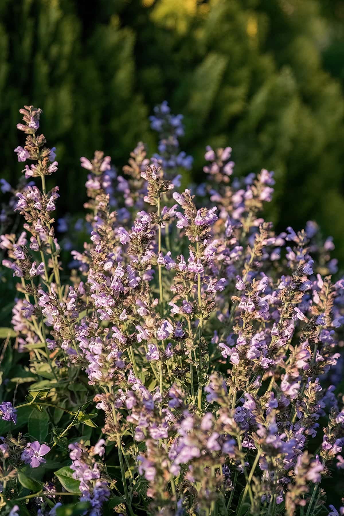 Perennial Salvia