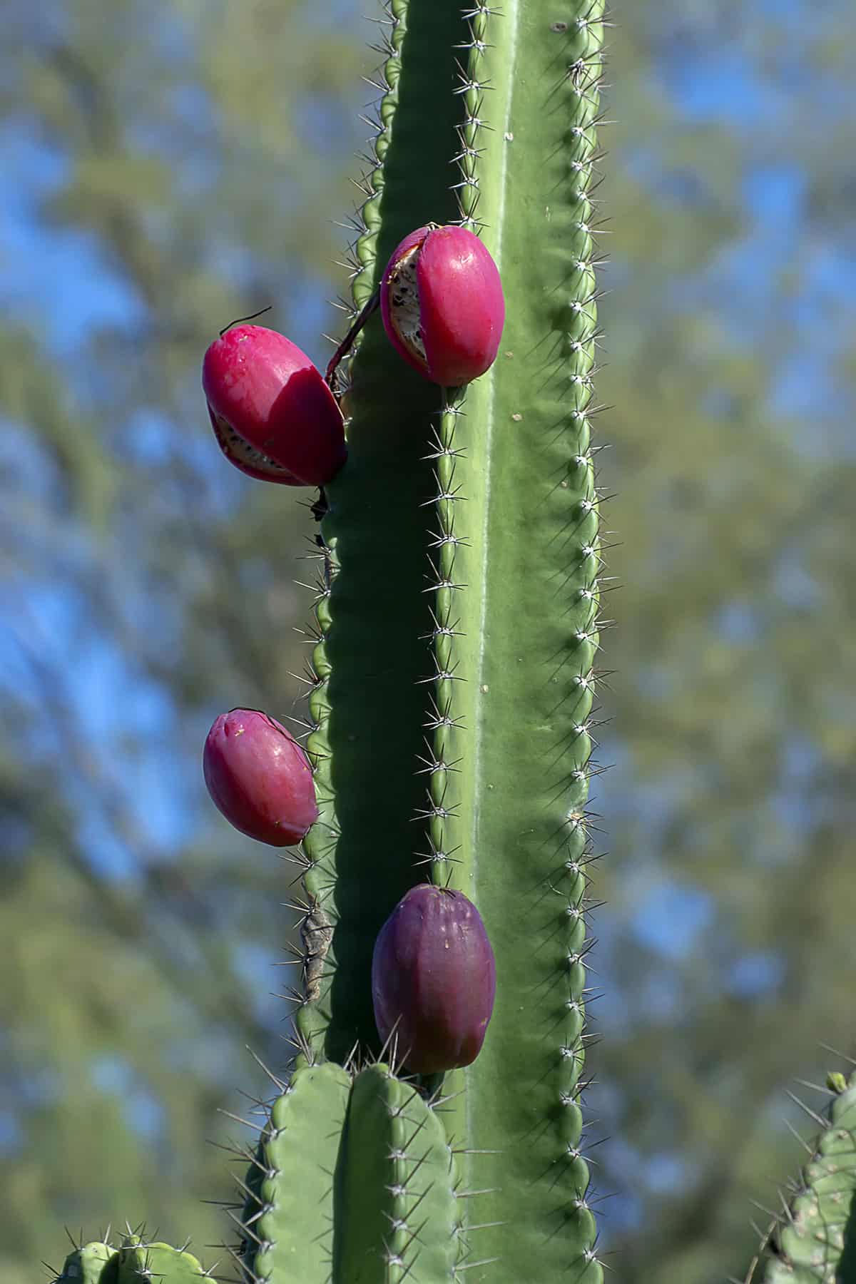 Peruvian Apple Cactus (Cereus repandus)