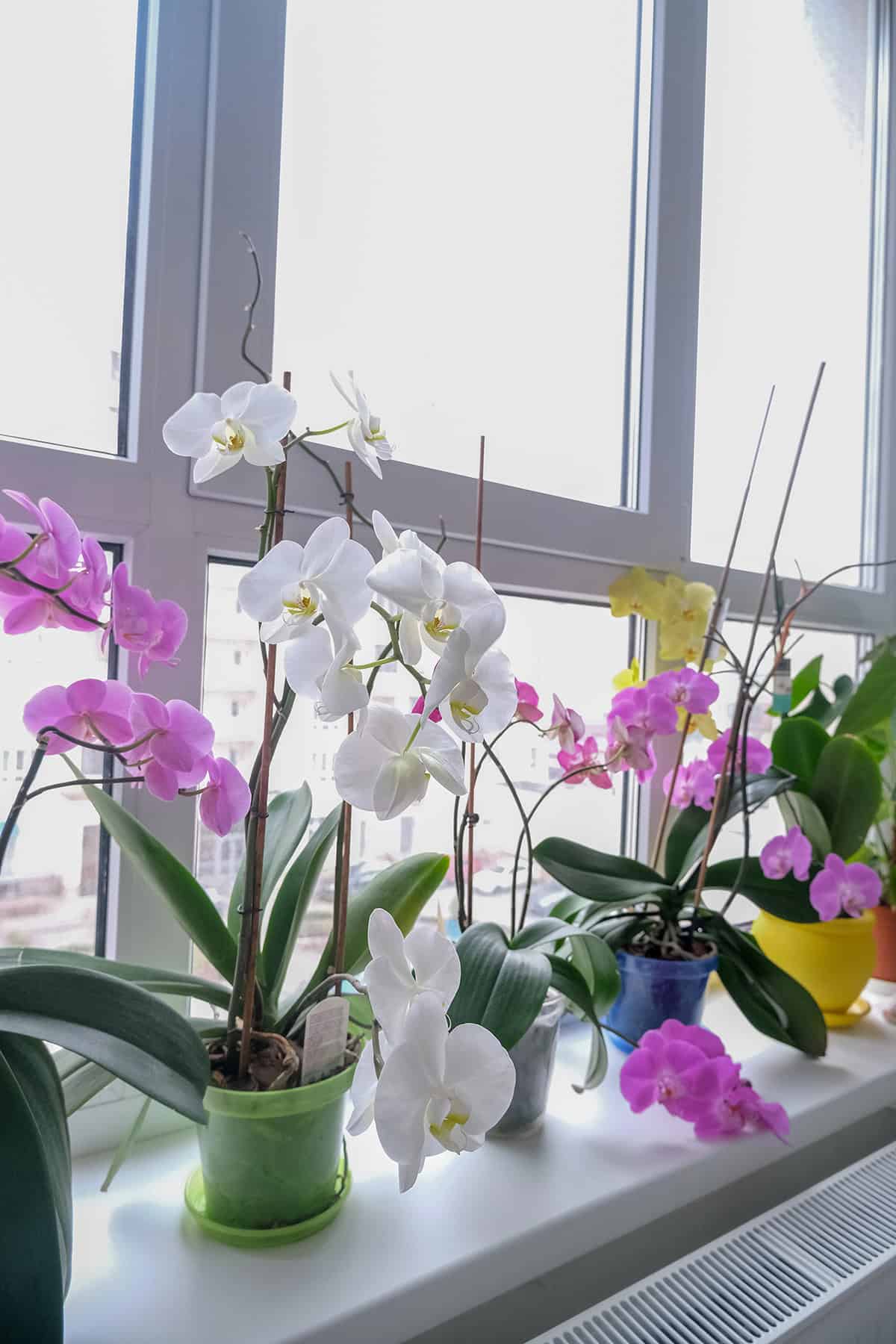 Pick The Right Orchid For Indoors