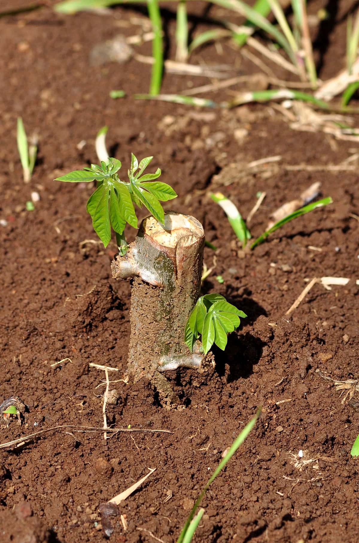 Planting Cassava (yuca)