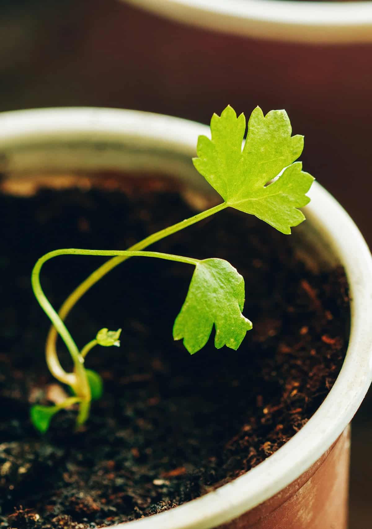 Planting Celeriac (celery root)