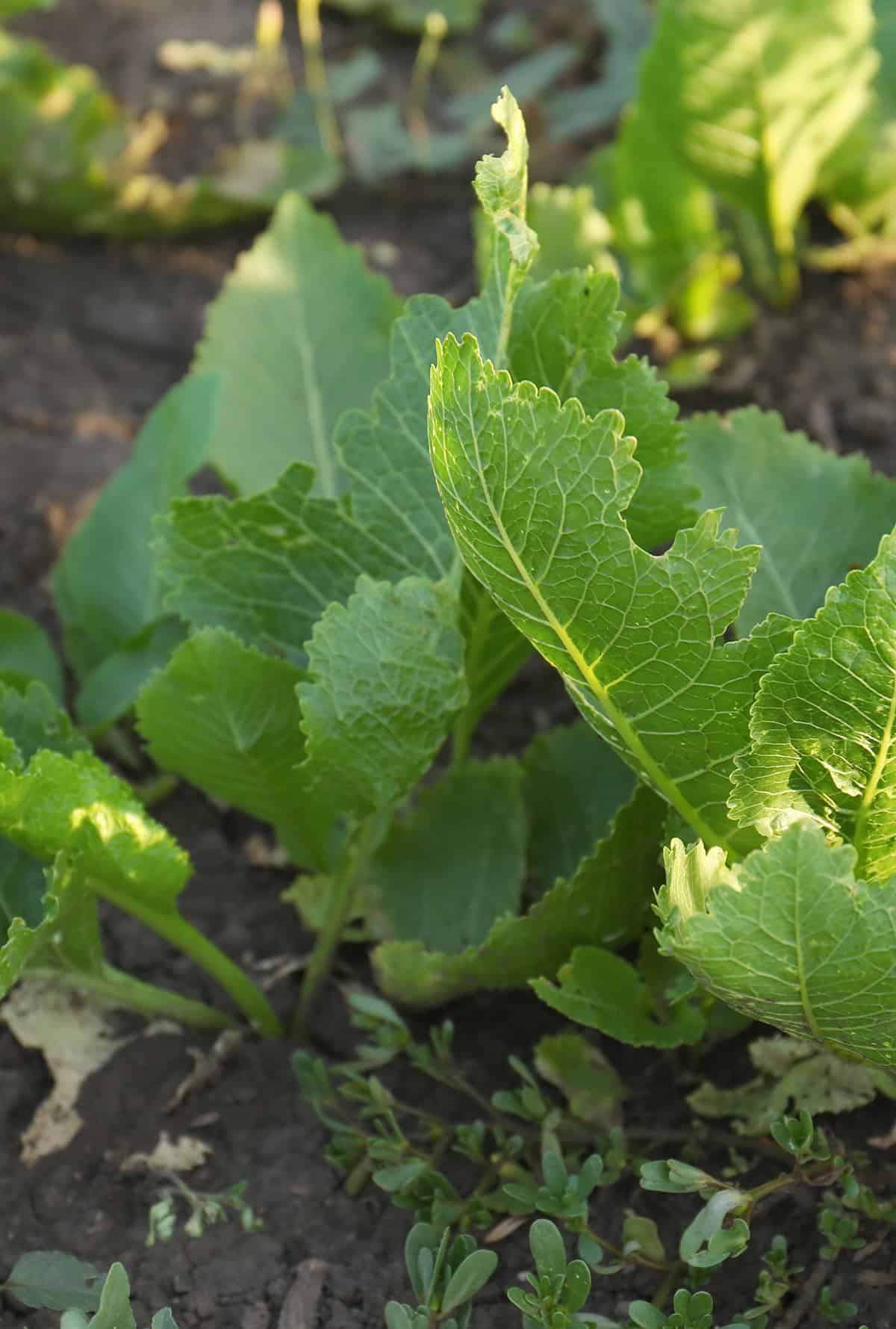 Planting Horseradish