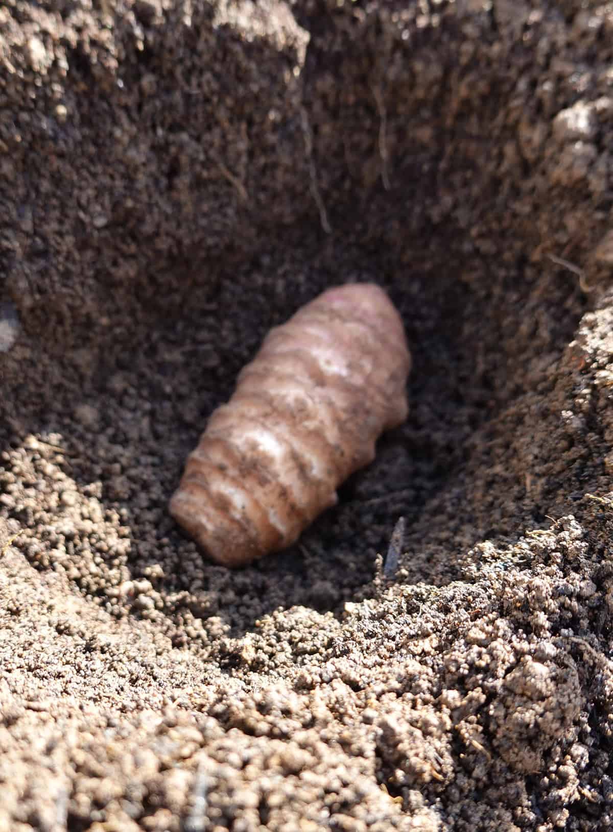 Planting Jerusalem artichoke (sunchoke)