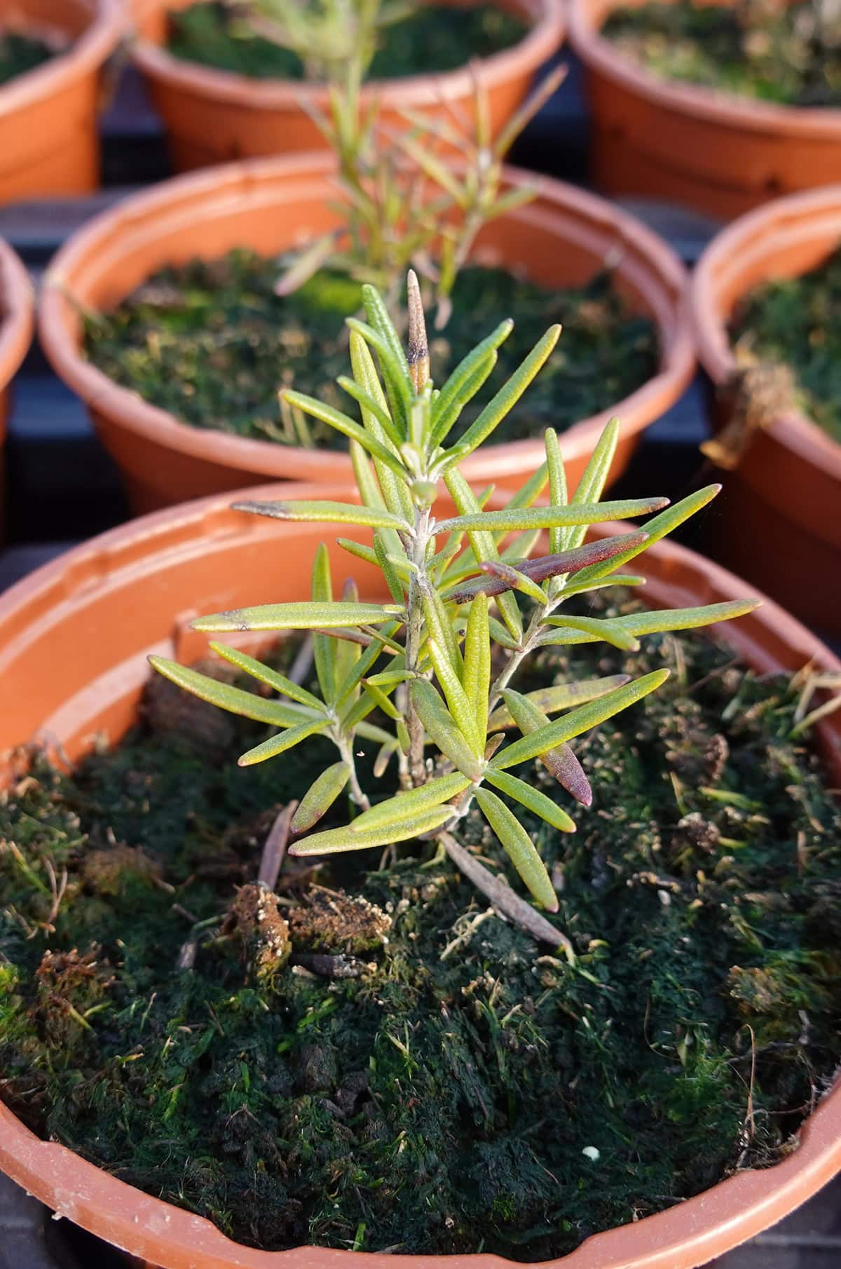 Planting Rosemary Indoors_1