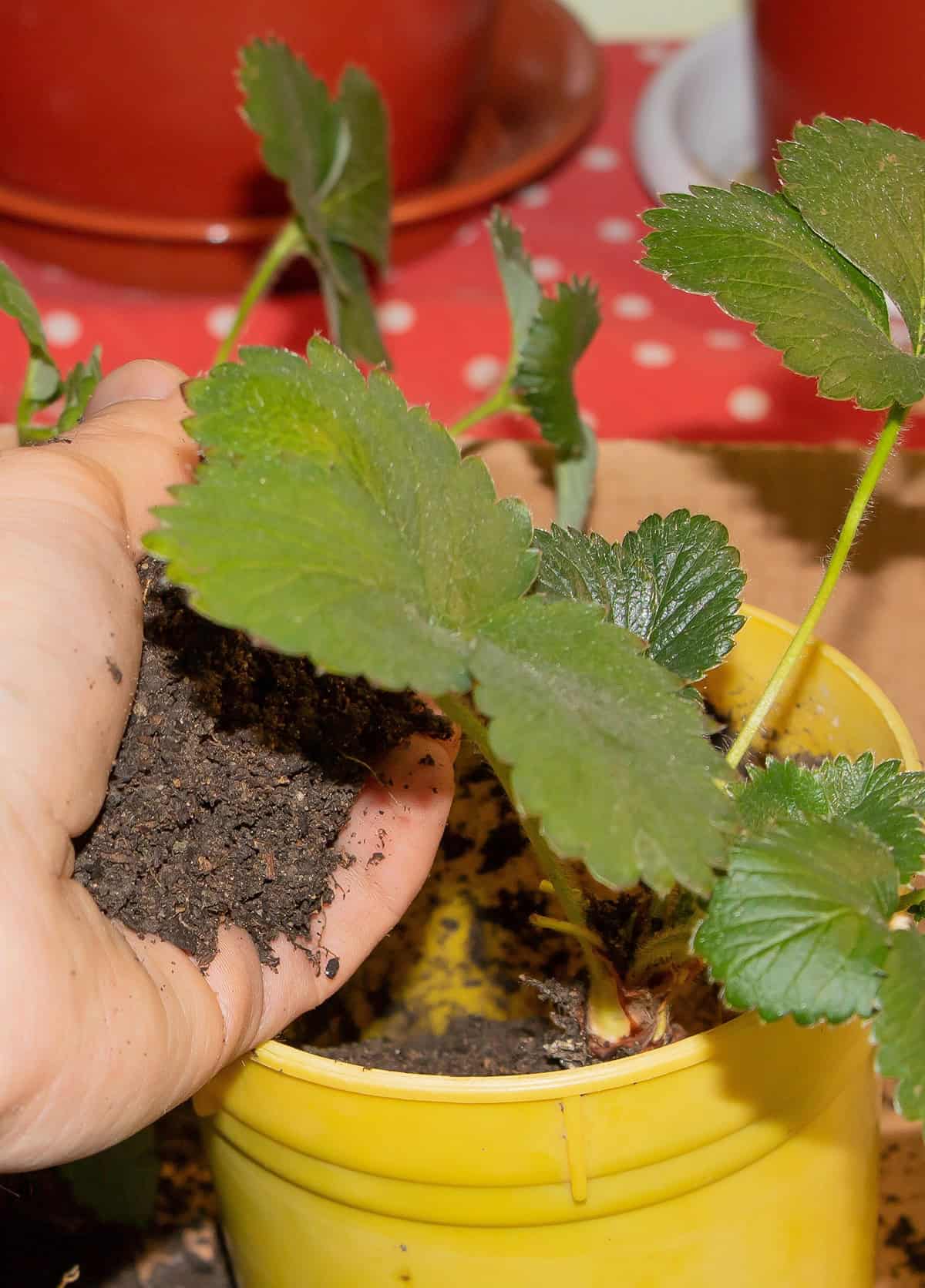 Planting Strawberries Indoors