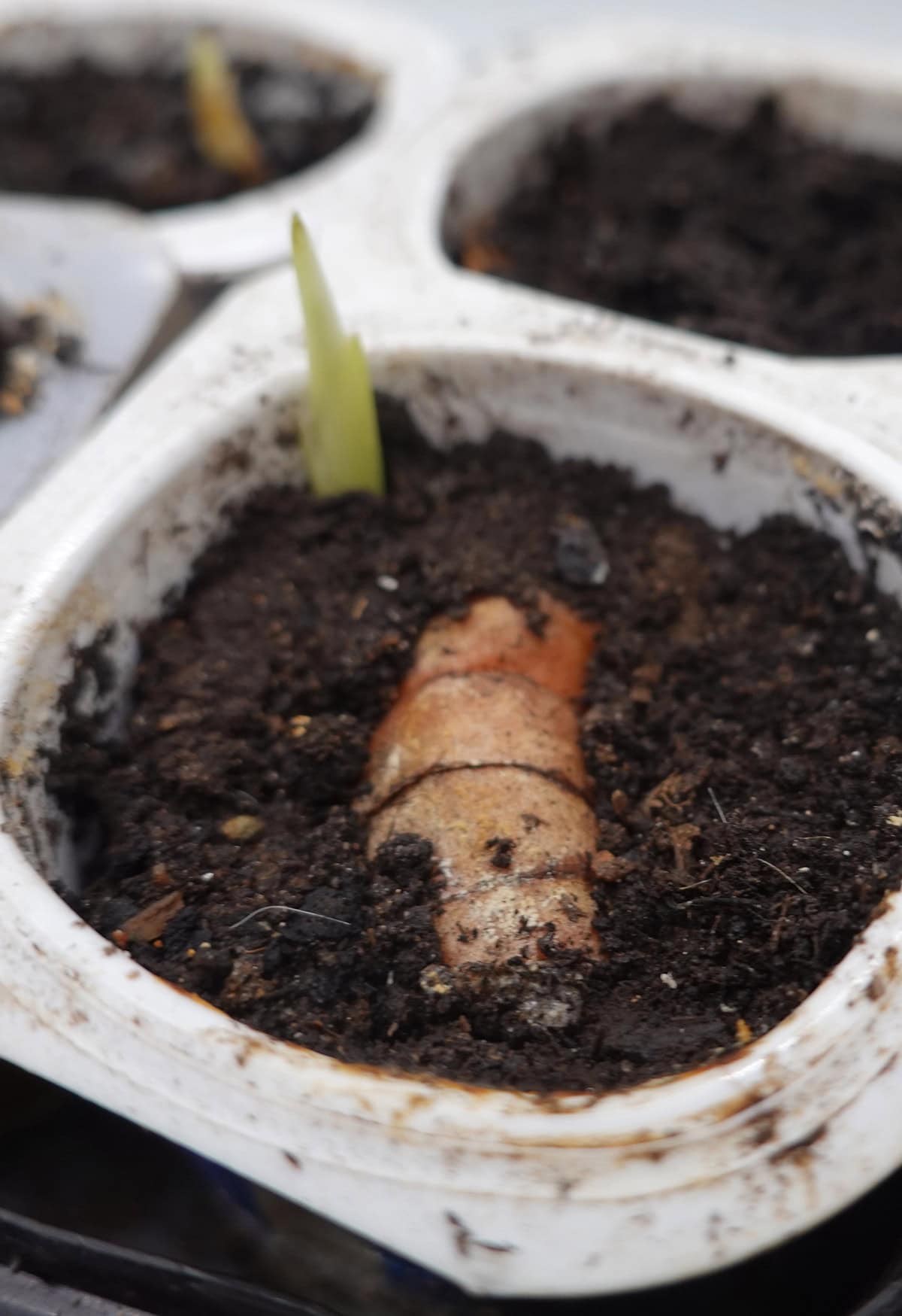 Planting Turmeric Indoors
