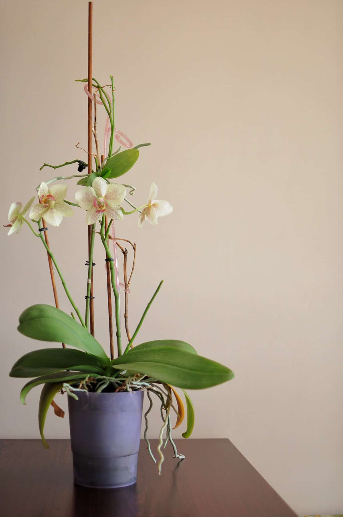 Pot, Medium, And Repotting