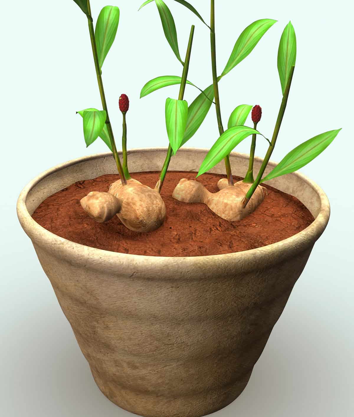 Pot + Soil Setup Ginger Indoors