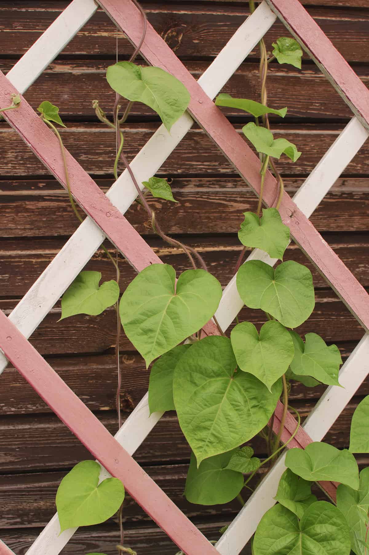 Potato Vine (Solanum jasminoides)