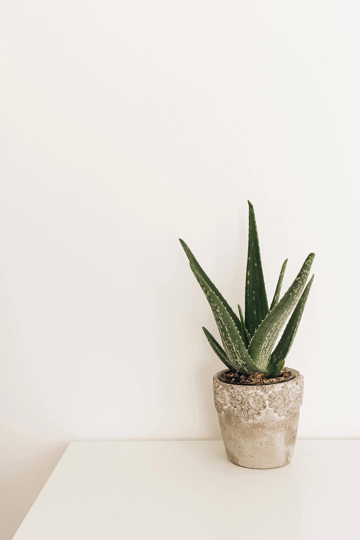Potting And Repotting Aloe Vera