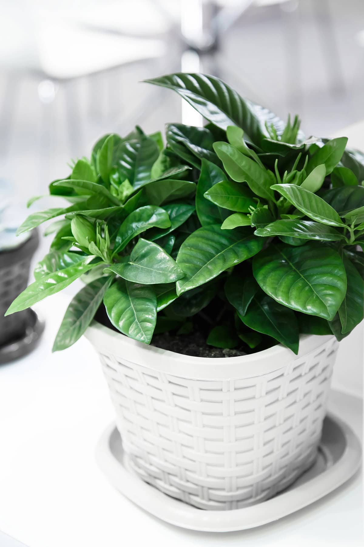 Potting And Repotting Gardenia