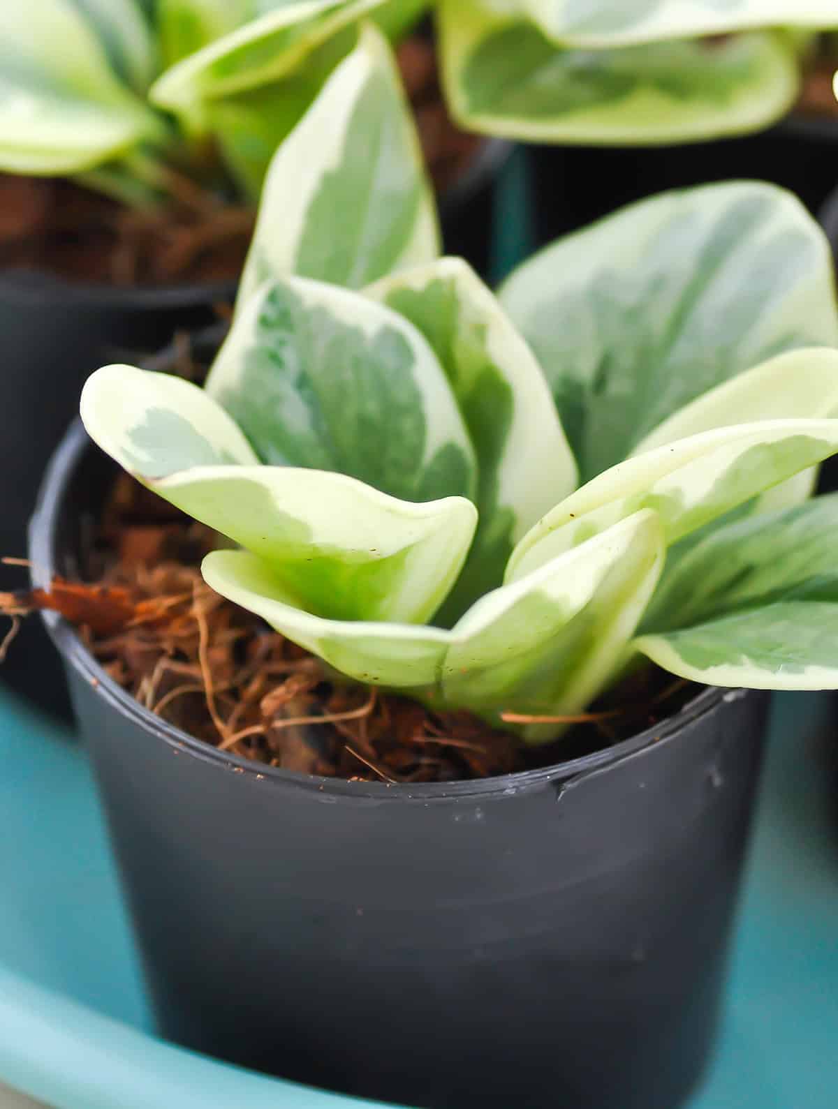 Potting & Repotting Peperomia Obtusifolia