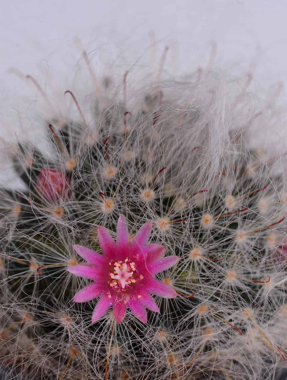 Powder Puff Cactus (Mammillaria bocasana)