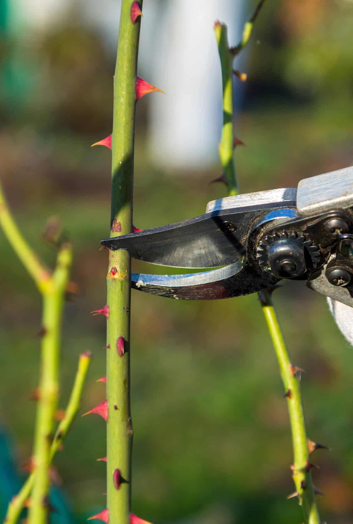 Preparing the Cutting