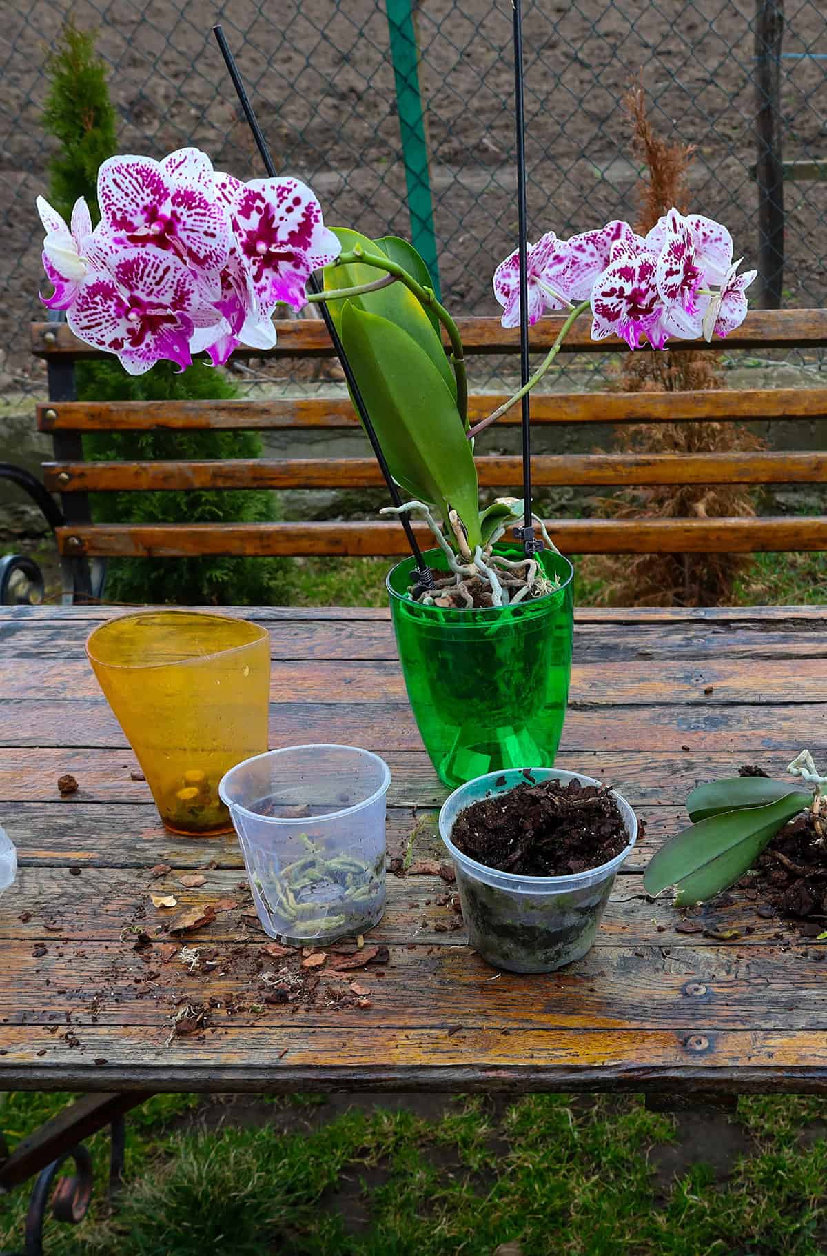 Preparing the Orchid for Repotting