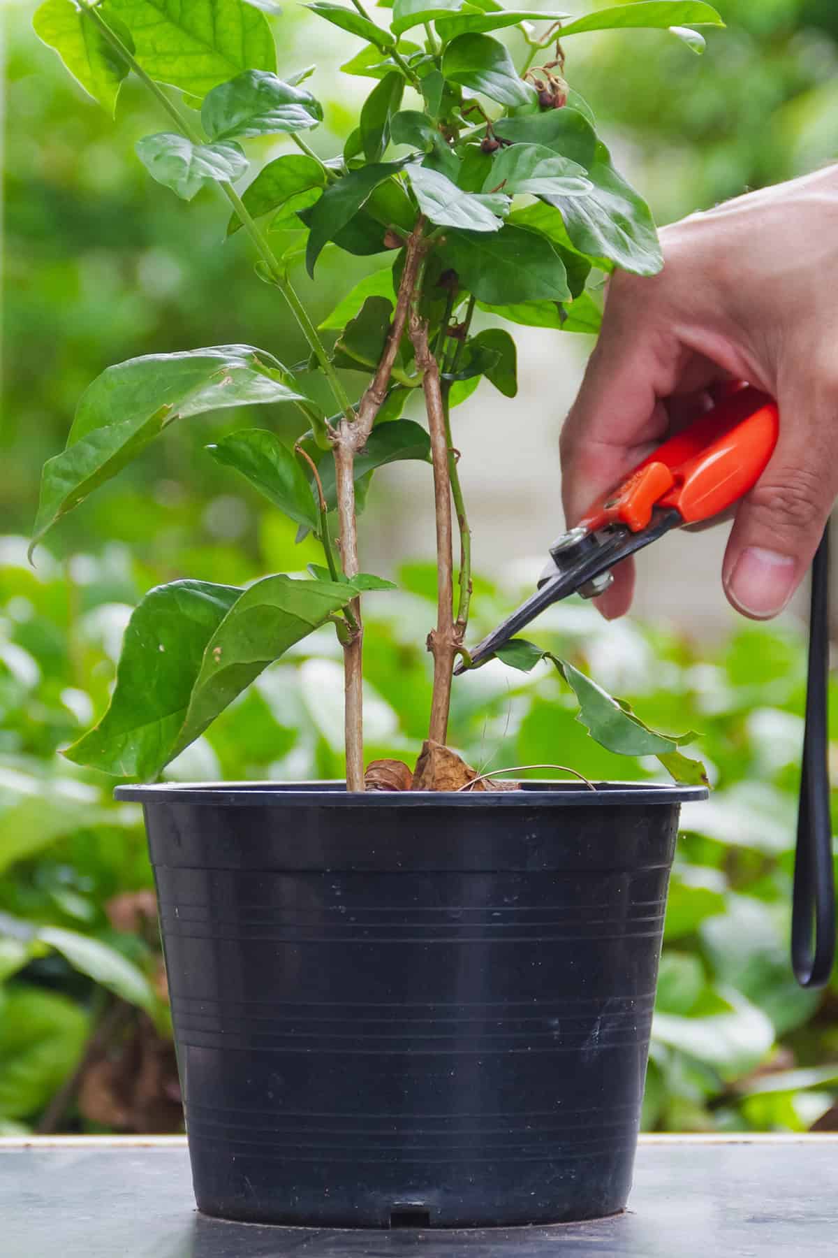 Pruning Gardenia