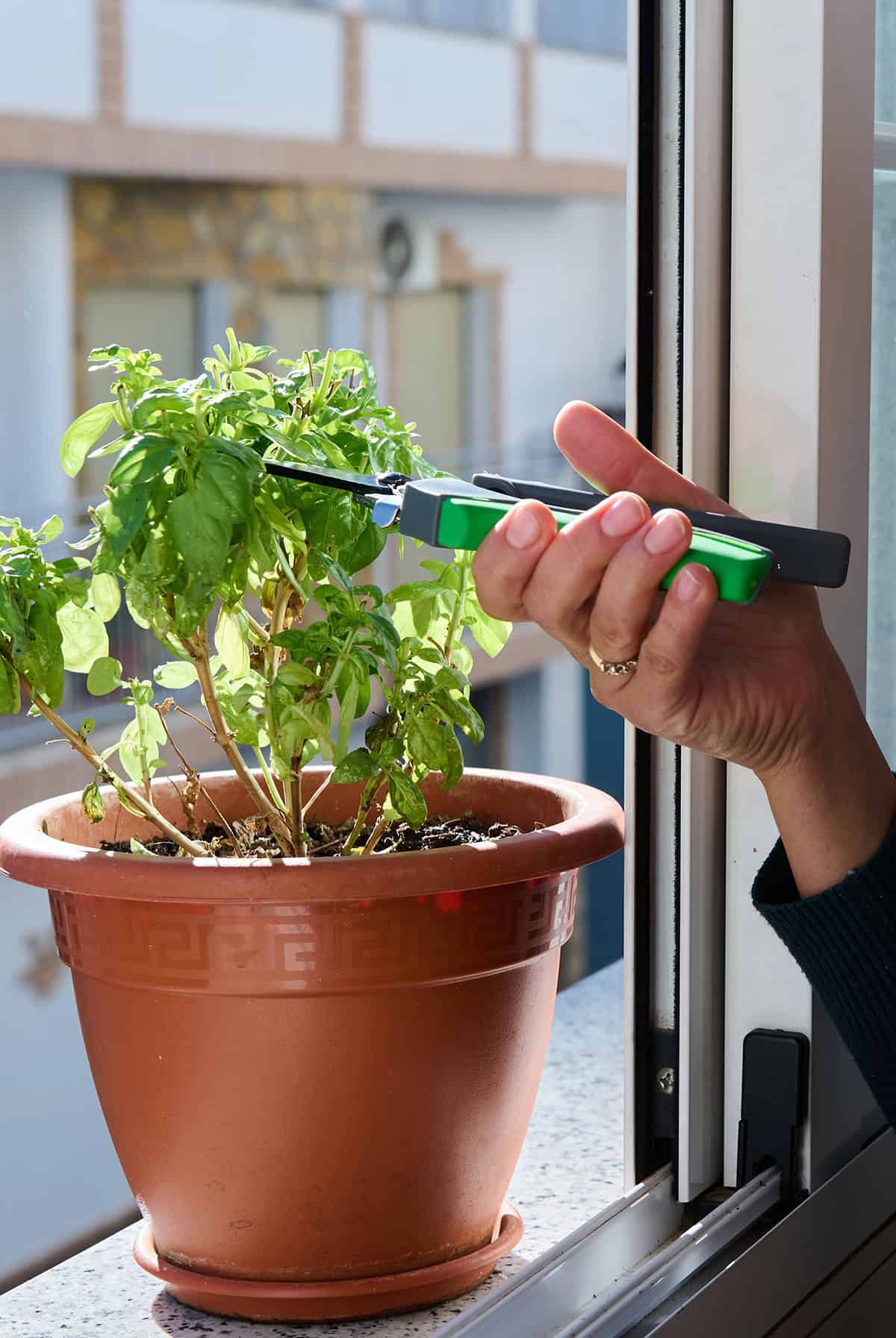 Pruning + Harvesting Basil Indoors