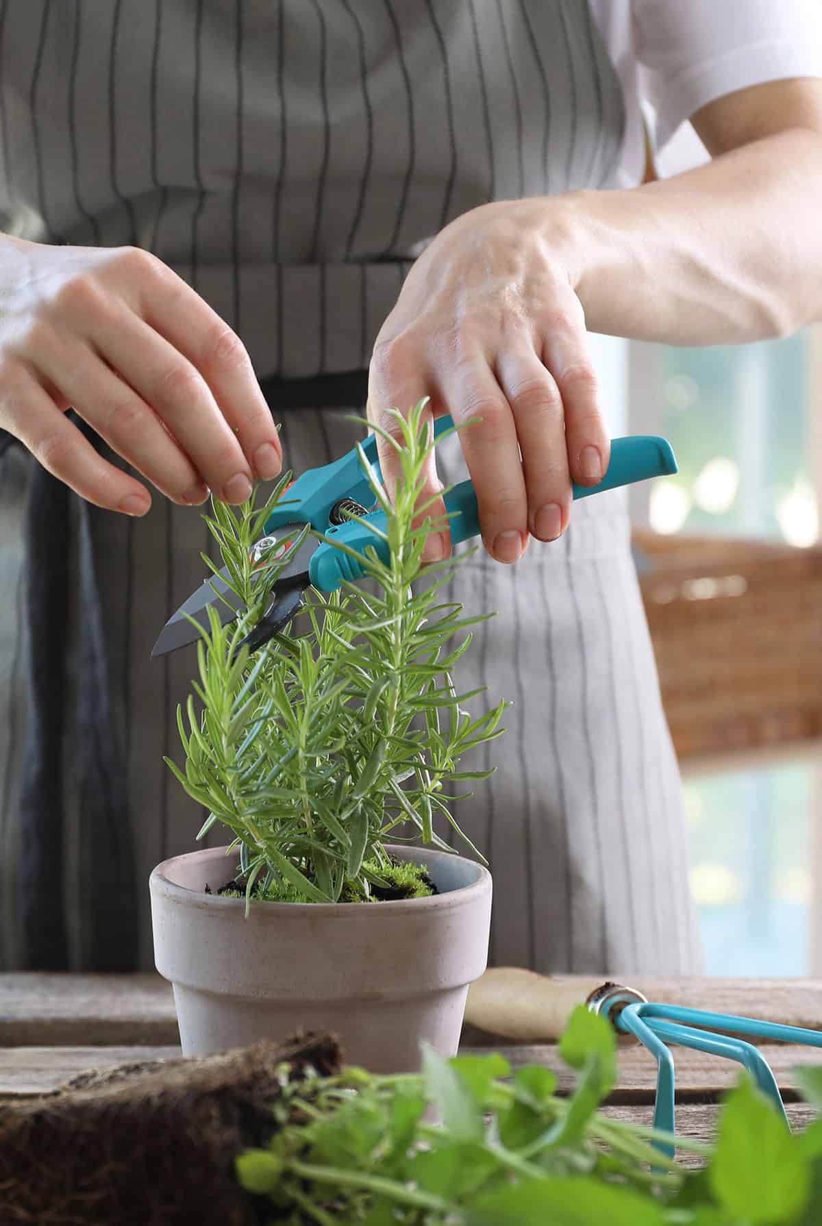 Pruning Rosemary Indoors_1