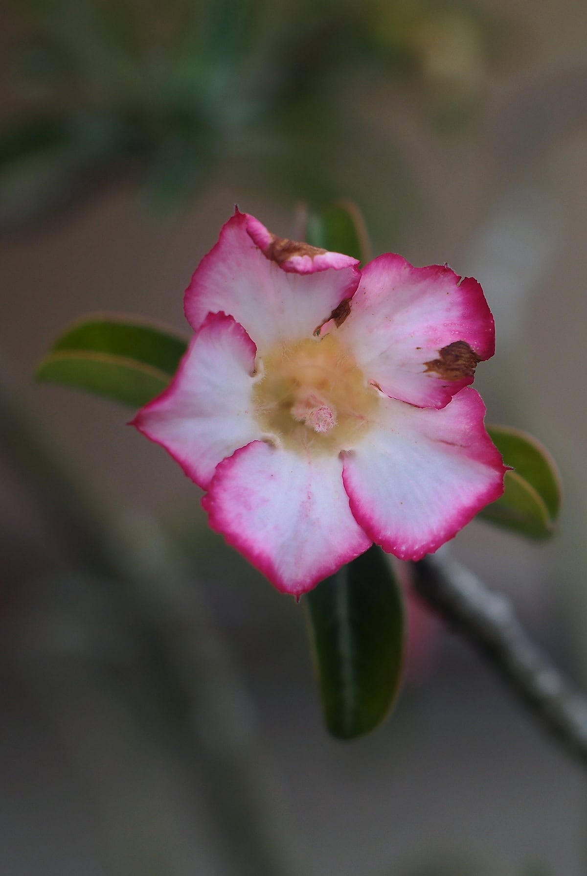 Pruning and Shaping Desert Rose