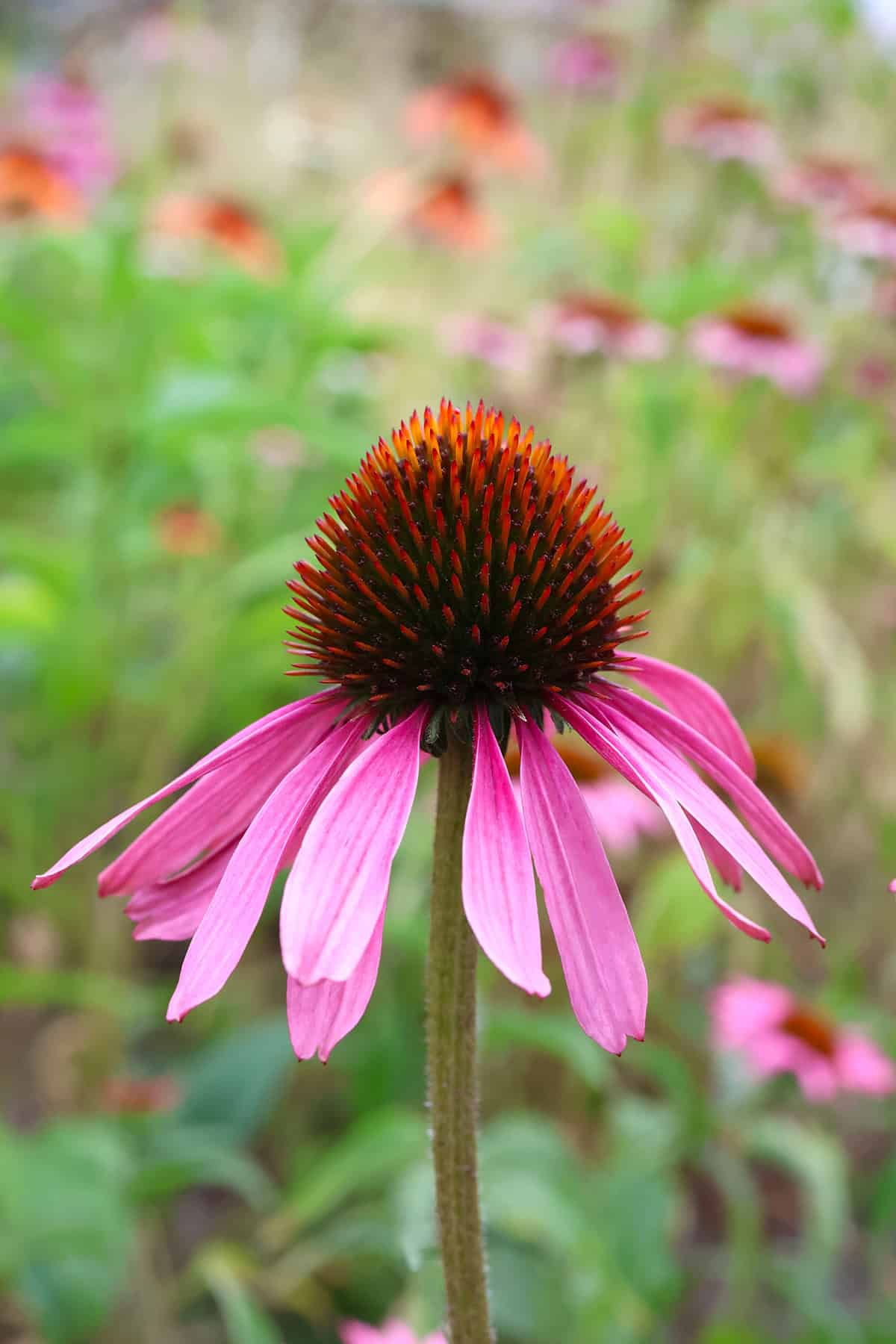 Purple Coneflower (Echinacea purpurea)