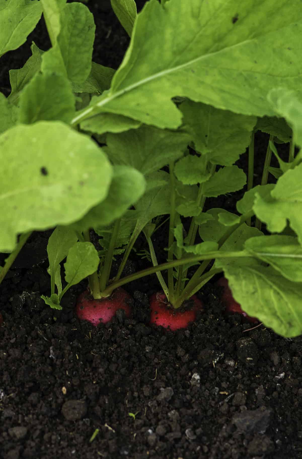Radishes