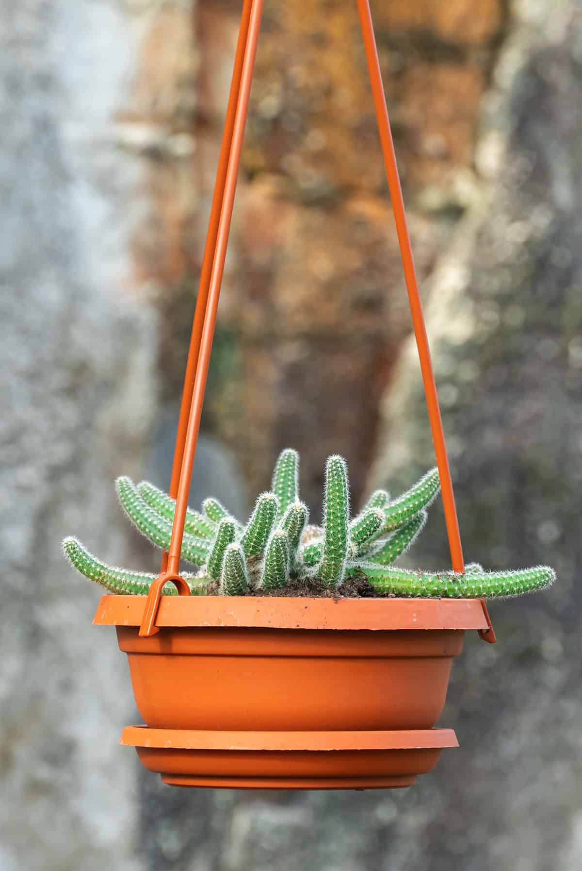 Rat Tail Cactus (Disocactus flagelliformis)