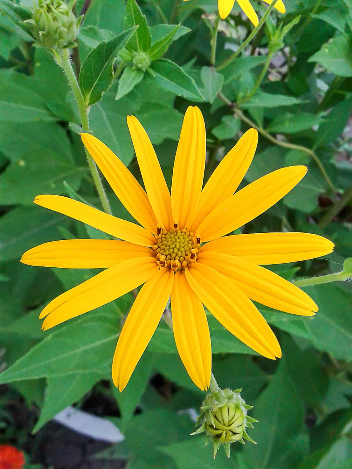 Recommended Varieties Jerusalem artichoke (sunchoke)