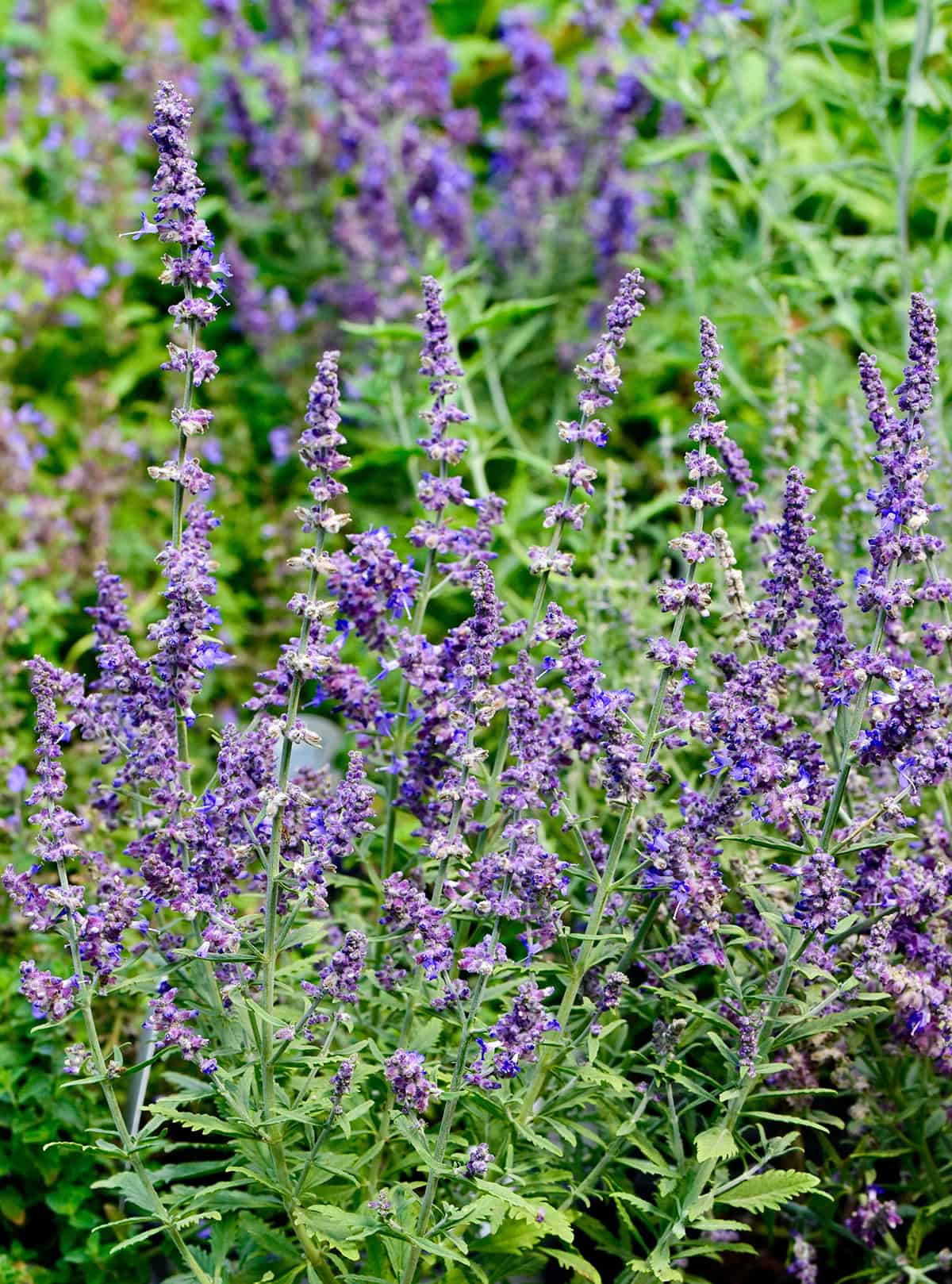 Russian Sage (Salvia yangii)