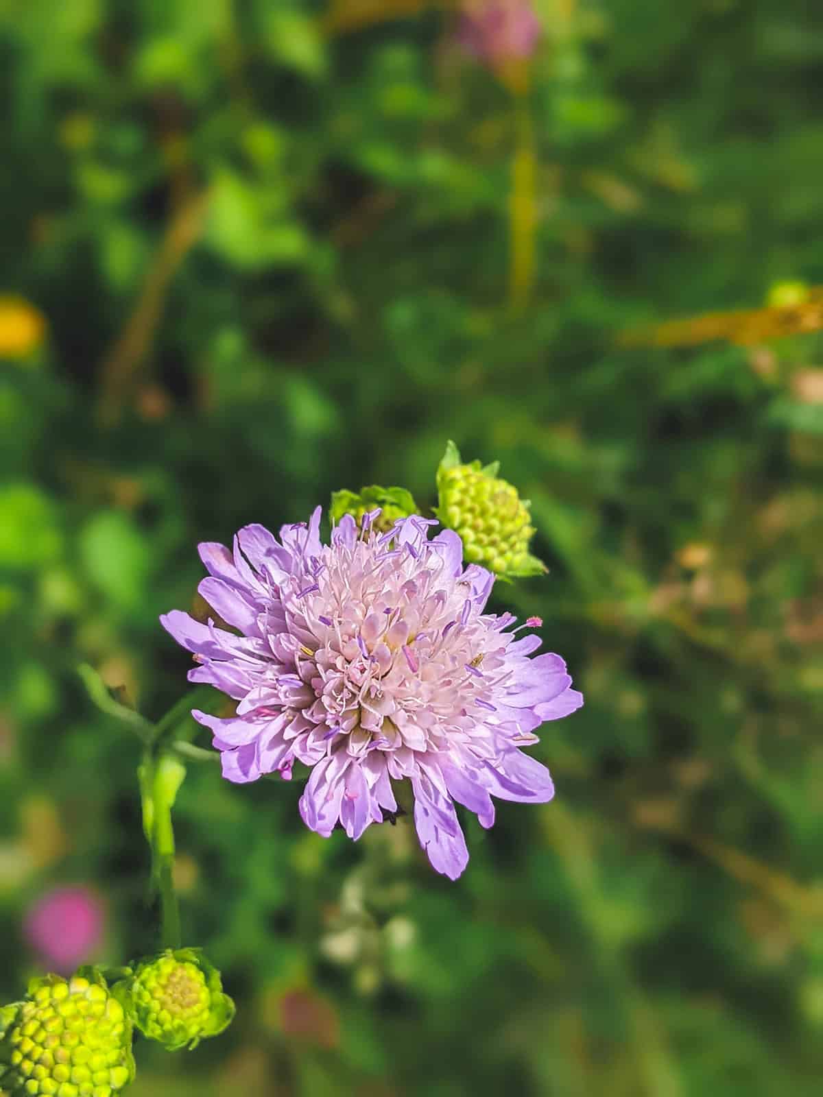 Scabiosa (Pincushion Flower)