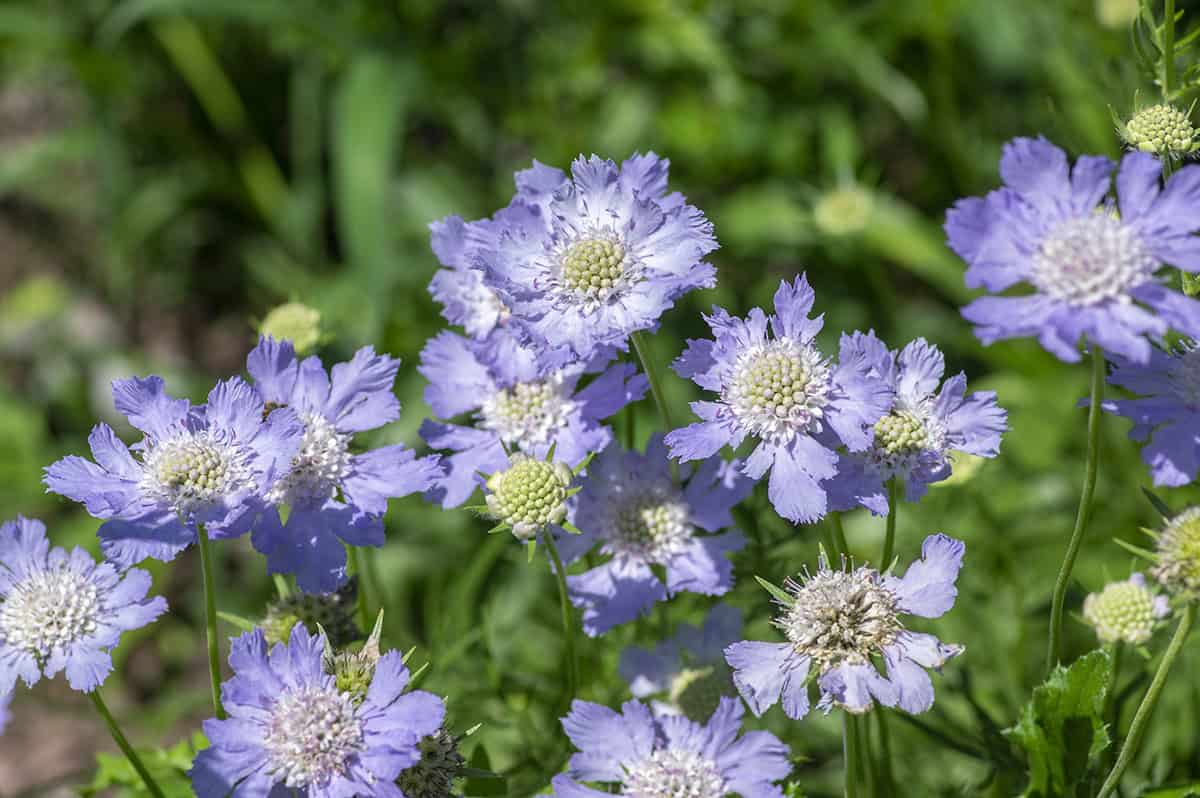 Scabiosa (Pincushion Flower)