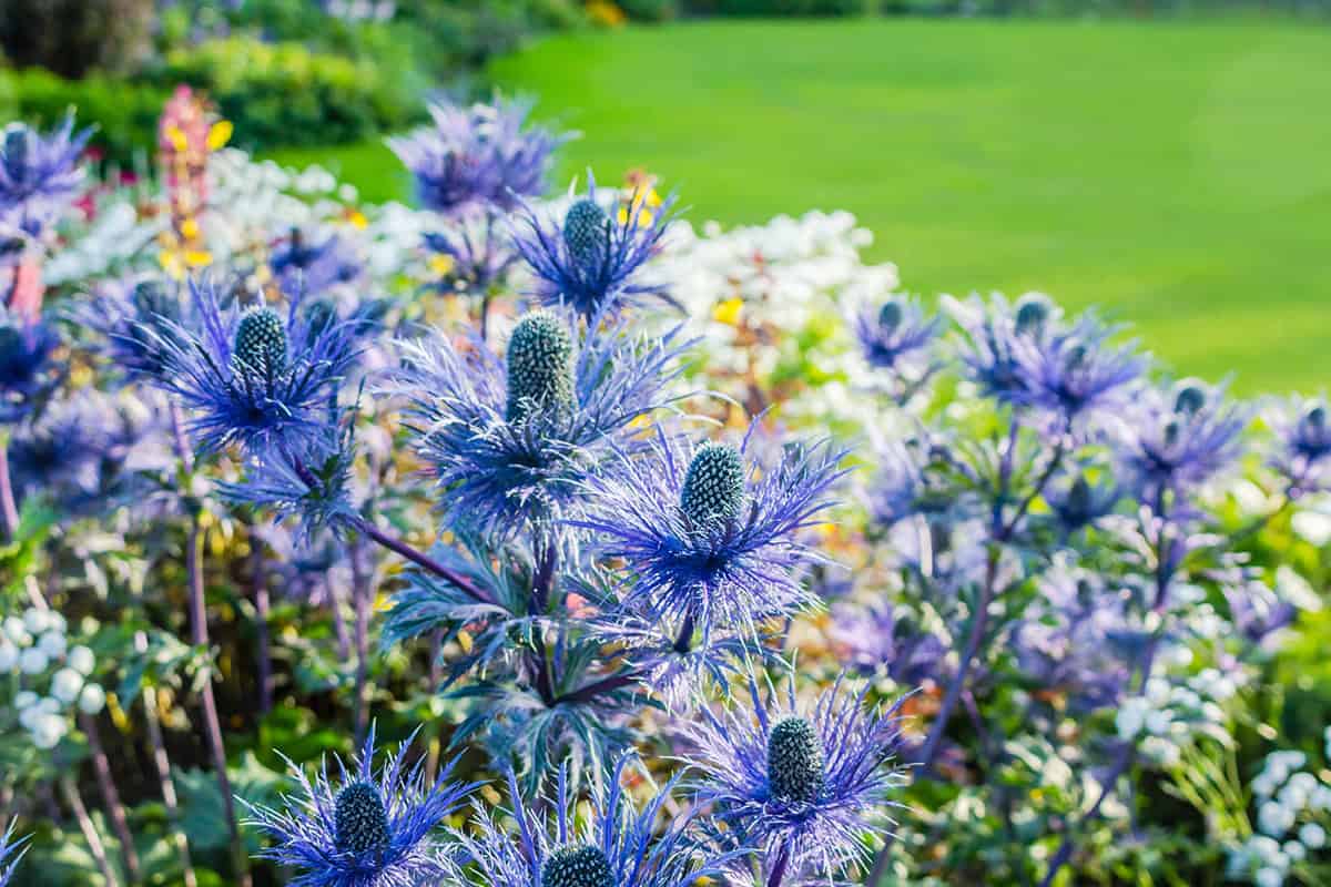 Sea Holly (Eryngium)
