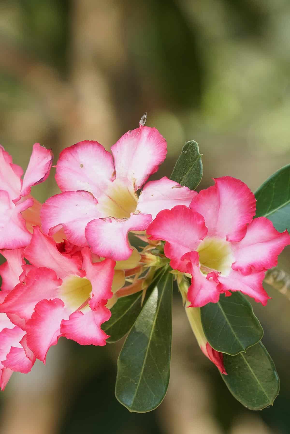 Seasonal Care Desert Rose