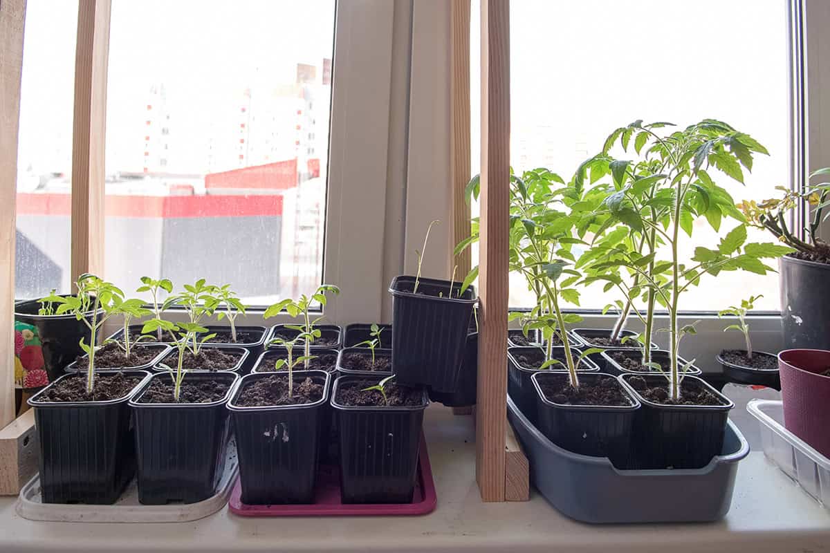 Setting Up Your Indoor Growing Space