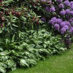 Shade loving Perennials