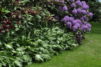 Shade loving Perennials