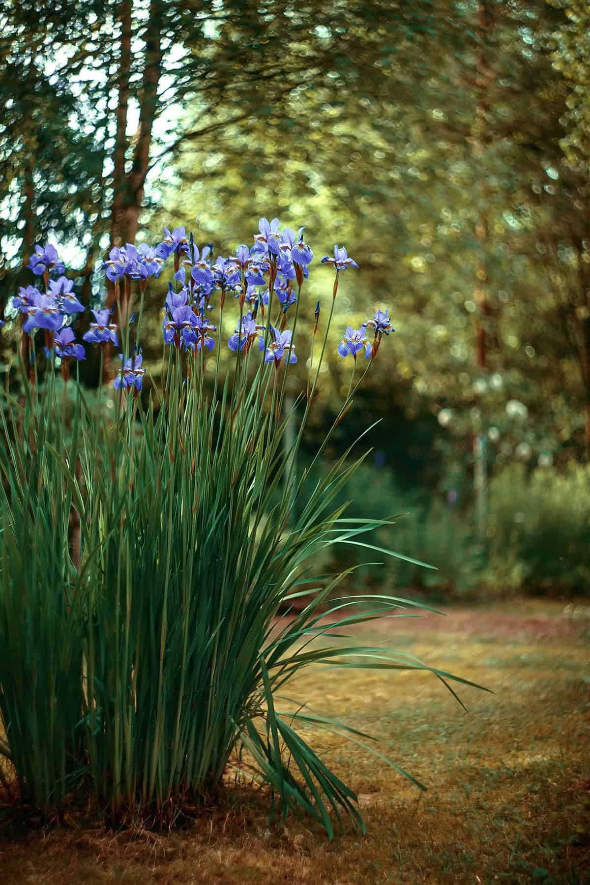 Siberian Iris