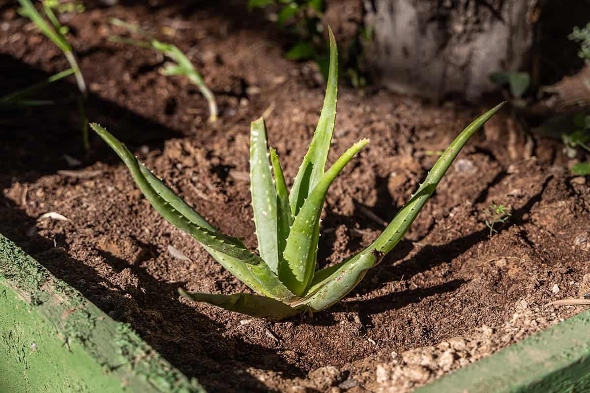 Soil Aloe Vera
